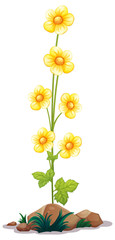 Naklejka na ściany i meble Sunflowers on a long stem