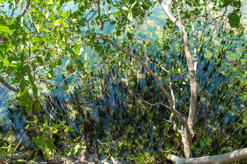 Philippines,Siquijor, Guiwanon Spring Park