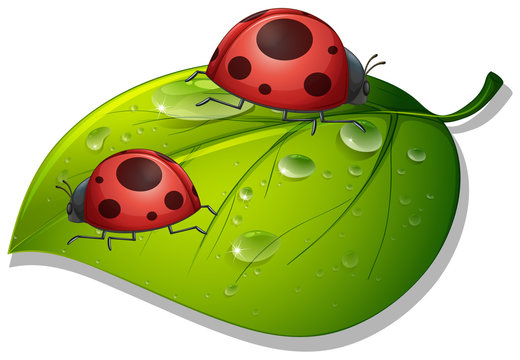 Two ladybugs on green leaf on white background