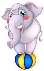 Gray elephant on ball on white background