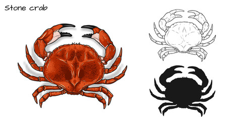 Crab vector by hand drawing.crab silhouette on white background.Stone Crabs art highly detailed in line art style.Animal pictures for coloring