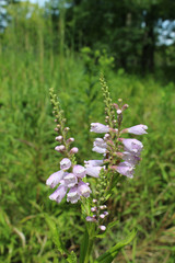 Obedient plant at Miami Woods restored tallgrass prairie