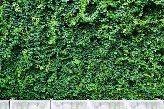 green ivy on the wall with cement pot