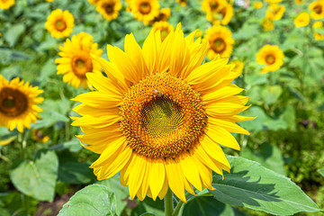 満開のひまわり