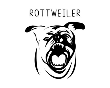 Rottweiler vector illustration in black and white. Design comes in transparent background 