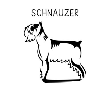 Schnauzer vector illustration in black and white  