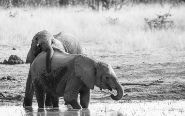 Elephant