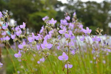Obraz premium Scenic of Nature at Phu Soi Dao National Park, Uttaradit, Phitsanulok province, north of Thailand. Area for Camping tent and hiker Mountain.