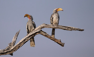 hornbill