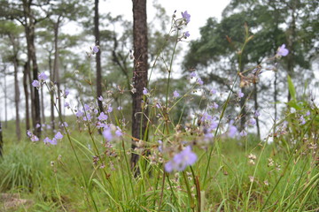Obraz premium Scenic of Nature at Phu Soi Dao National Park, Uttaradit, Phitsanulok province, north of Thailand. Area for Camping tent and hiker Mountain.