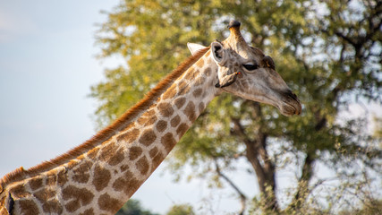 Giraffe Okavango