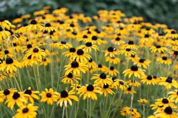 Obraz premium flower patch