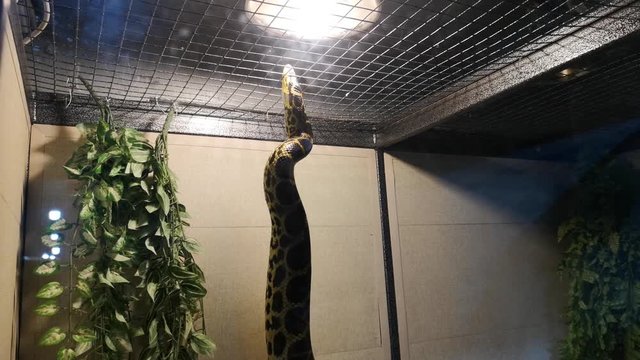 Anaconda in captivity: transportation of a python in a box, a cage, poaching. Snake in the zoo