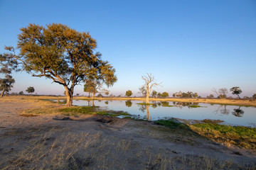 tree on river
