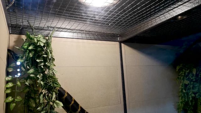 Anaconda in captivity: transportation of a python in a box, a cage, poaching. Snake in the zoo