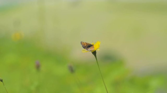 A small butterfly sitting on a yellow flower in the middle of a fresh green field