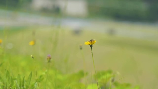 A small butterfly sitting on a yellow flower in the middle of a fresh green field