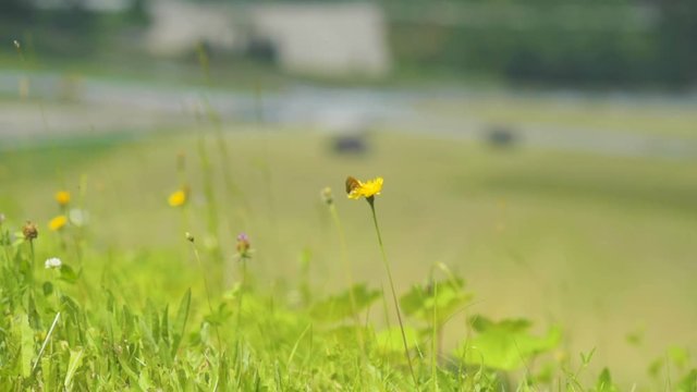 A small butterfly sitting on a yellow flower in the middle of a fresh green field