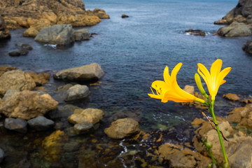 種差海岸のニッコウキスゲ