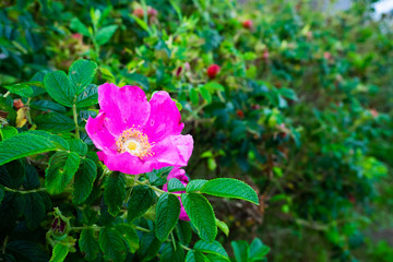 種差海岸のハマナス
