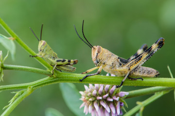Asiatic Migratory Locust (Locusta migratoria)  on a plant in summer