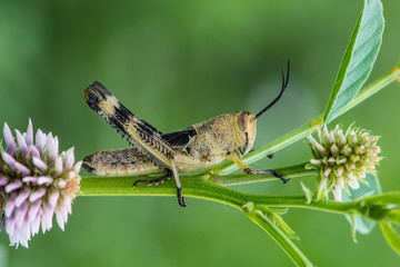 Asiatic Migratory Locust (Locusta migratoria)  on a plant in summer