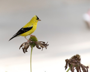 yellow bird on plant