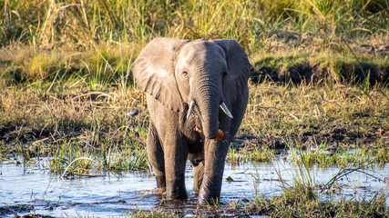 Fototapeta premium elephant washing and eat water lilies