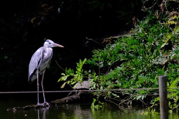 gary heron in forest