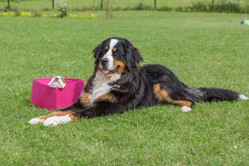 City Priekuli, Latvian Republic. English bulldog sit in a pink box and black bernese mountain dog. Aug. 10. 2019