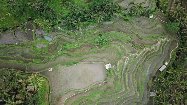 Nice view with the drone on the Rice Fields in Tegallalang in Ubud (Bali). Juste Amazing this big place.