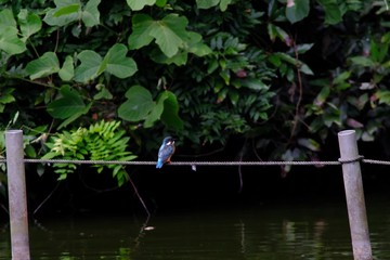 kingfisher on rope