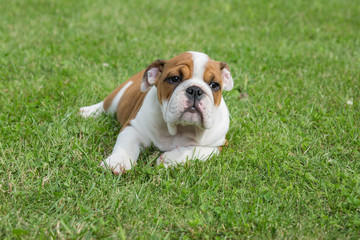 Fototapeta premium City Priekuli, Latvian Republic. English puppy bulldog sleep in grass. Aug. 10. 2019