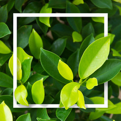 Green leaf background. Leaves texture. White frame