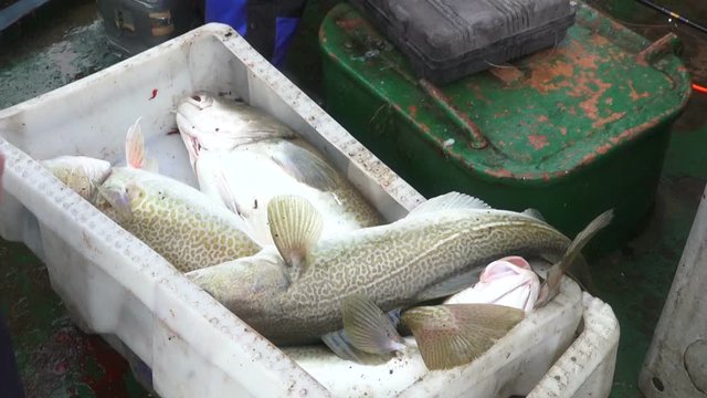 Close up of fresh codfishes on fishing vessel, commercial fishing industry