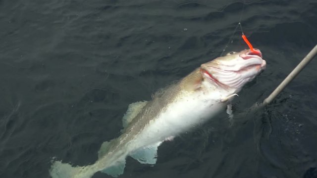 Fisherman getting out of water a cod fish with hook in Barents sea, Russia
