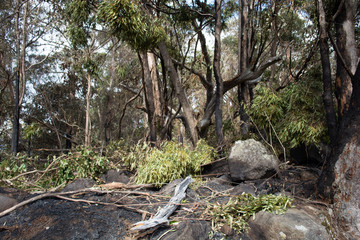 Life and Death of a Tree