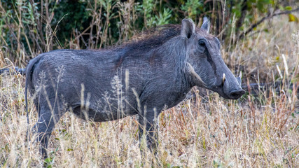 warthog