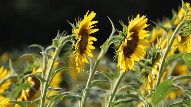 Sunflowers seen from the side moving dancing with the breeze, field in blurry background.