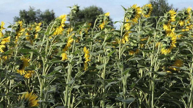 Entire Sunflower seen from the side with pollination insects and blurry trees in the background.