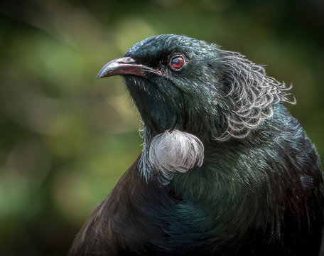 A Tui Bird Portrait Shot Of A Wild Bird  - Isolated With A Natural Green Background. 