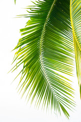 Detail of coconut trees with soft light background or vintage style.