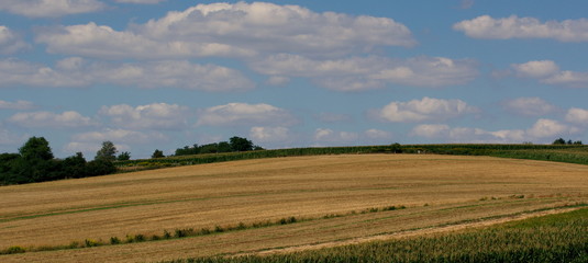 Fototapeta na wymiar Rural landscape with wheat field and blue sky