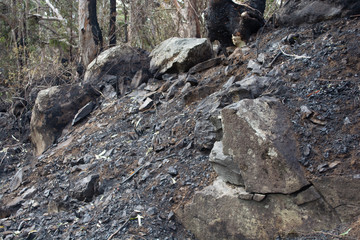 Rocky Paths