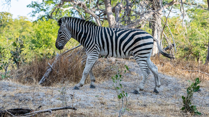 Fototapeta na wymiar Zebra in Mopane forest