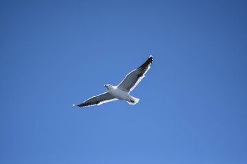 Gaviota volando en cielo azul