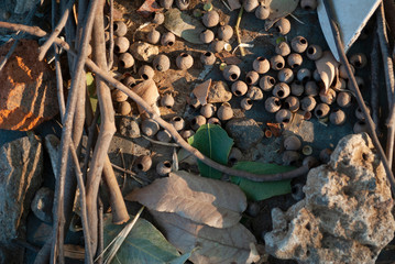 Still life of seeds, branches and rocks made by the creativity of children at sunset