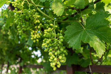 Fototapeta premium Green and unripe grapes hanging on a branch.