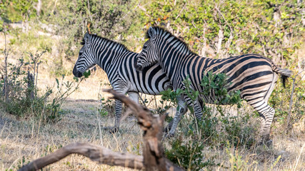 Zebra in Mopane forest