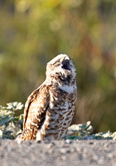 Owls
